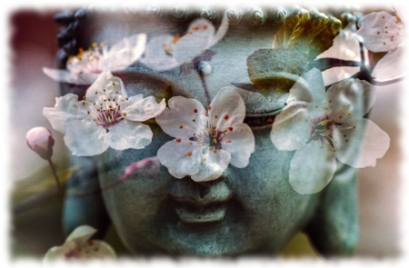 花びらと仏陀