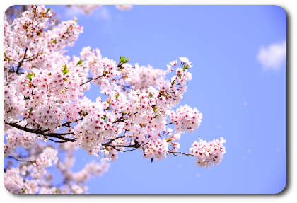 桜と青空